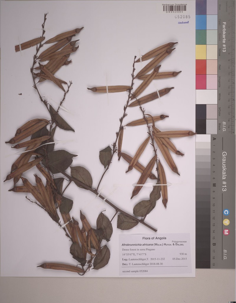 Afrobrunnichia africana photo 4