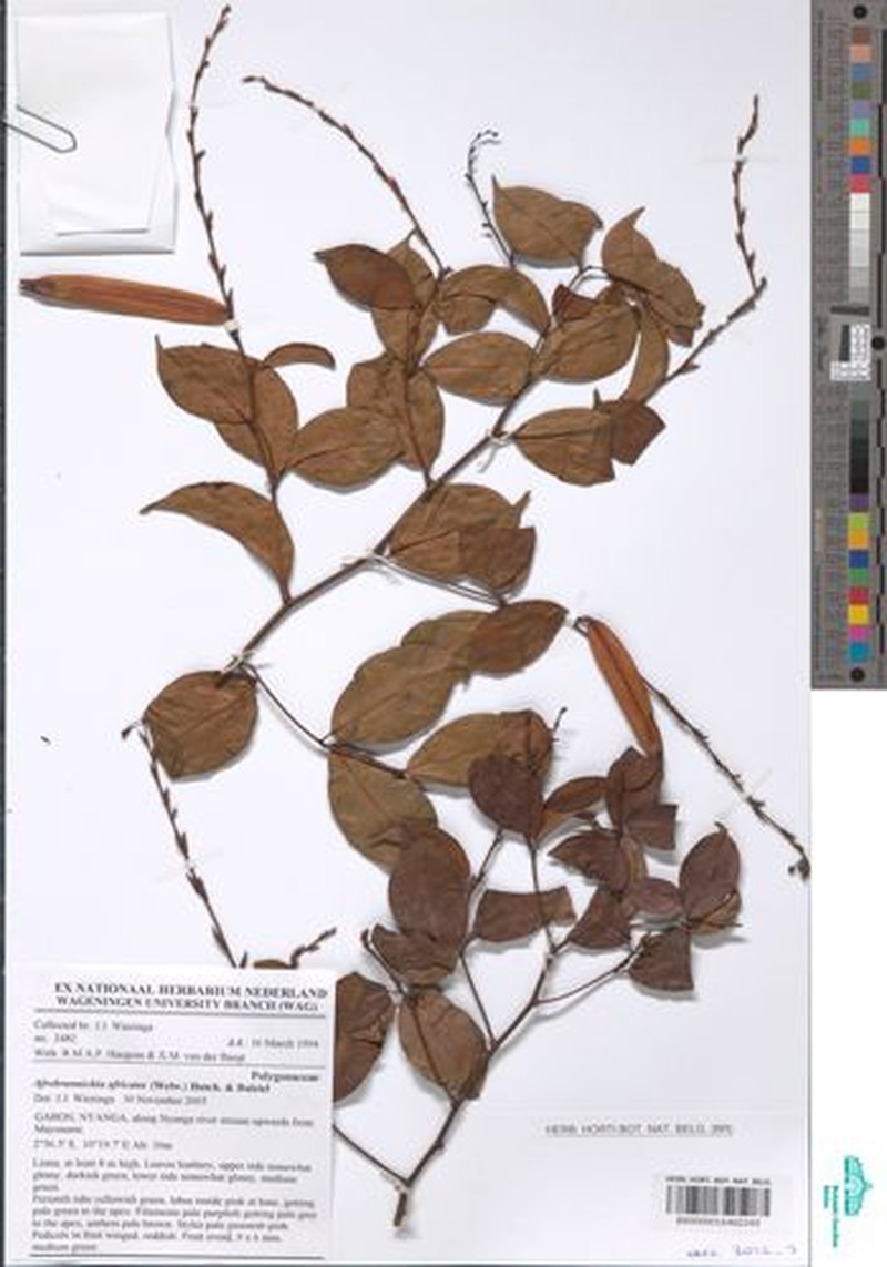 Afrobrunnichia africana photo 7