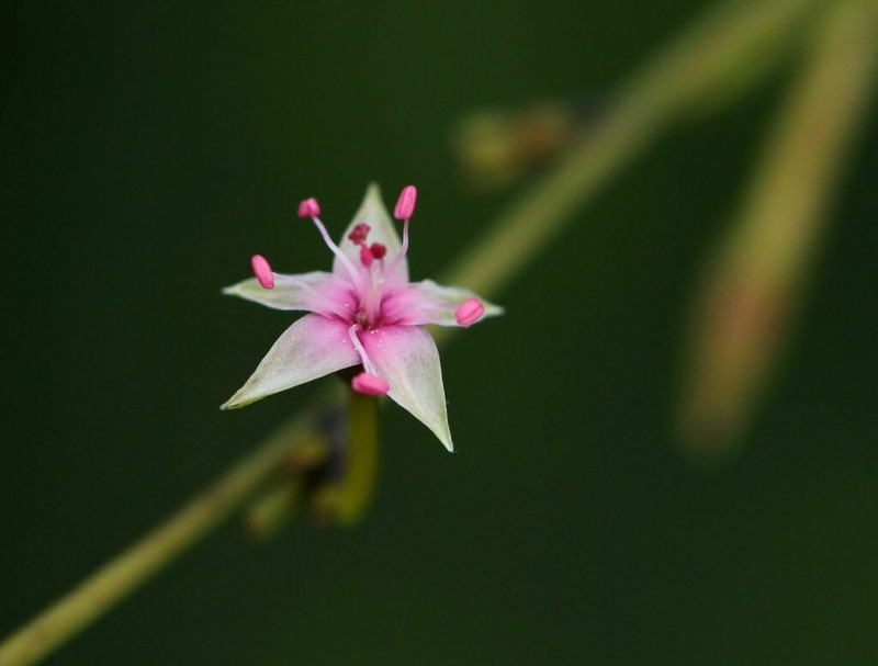 Afrobrunnichia erecta