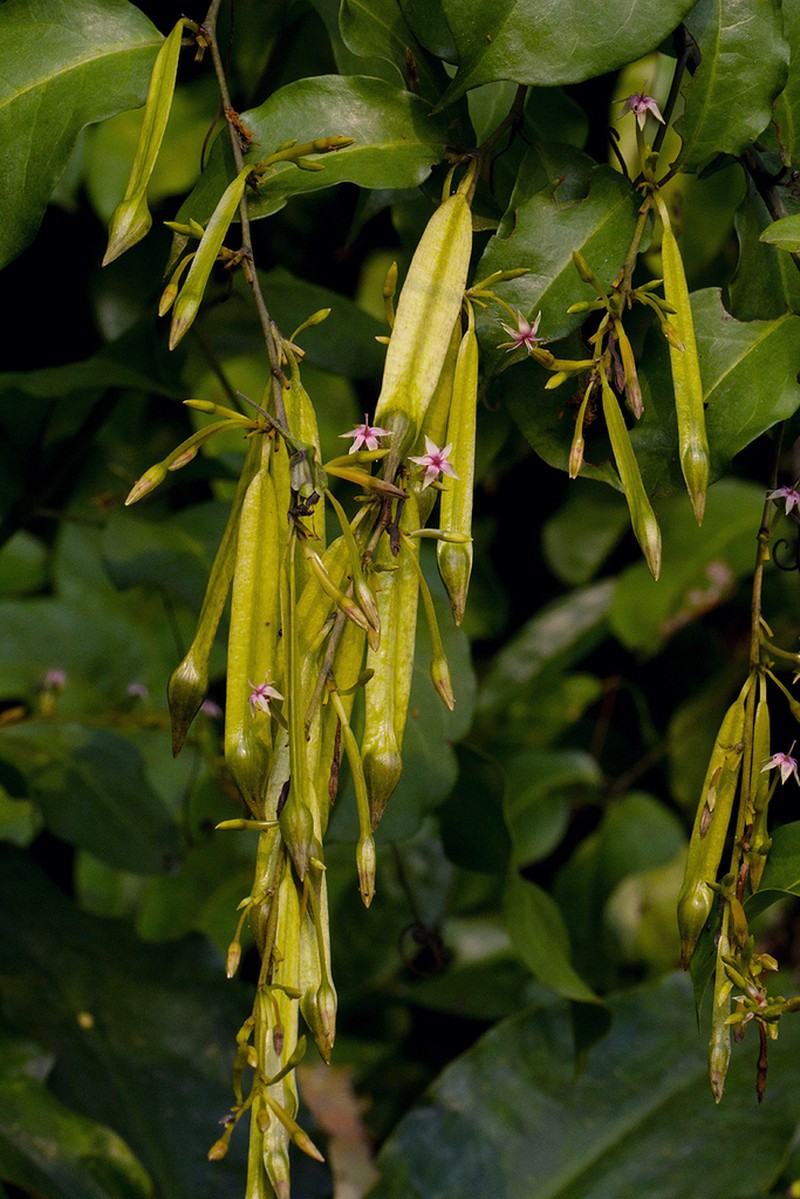 Afrobrunnichia erecta photo 2
