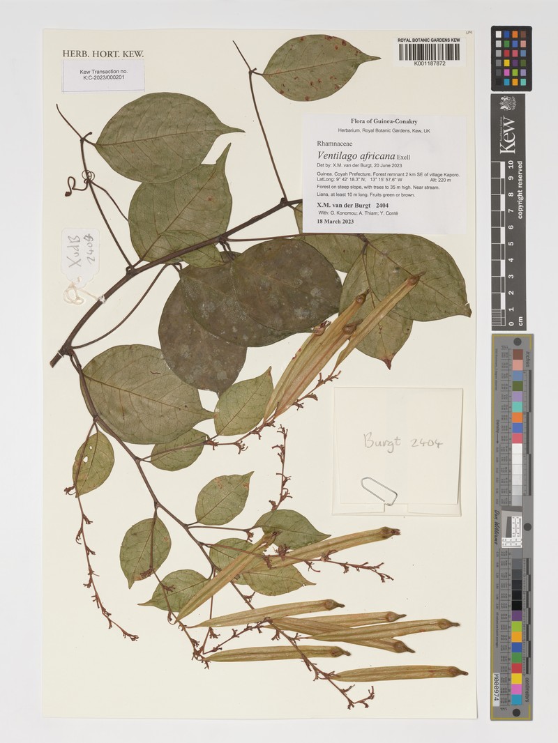 Afrobrunnichia erecta photo 3