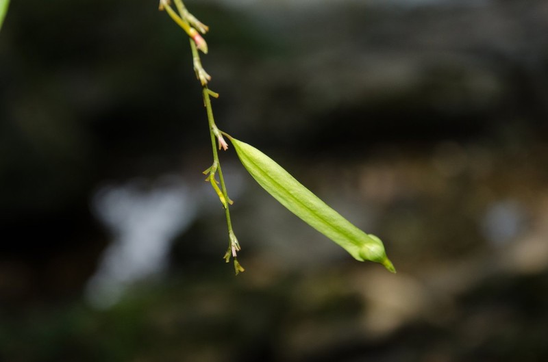 Afrobrunnichia erecta photo 4