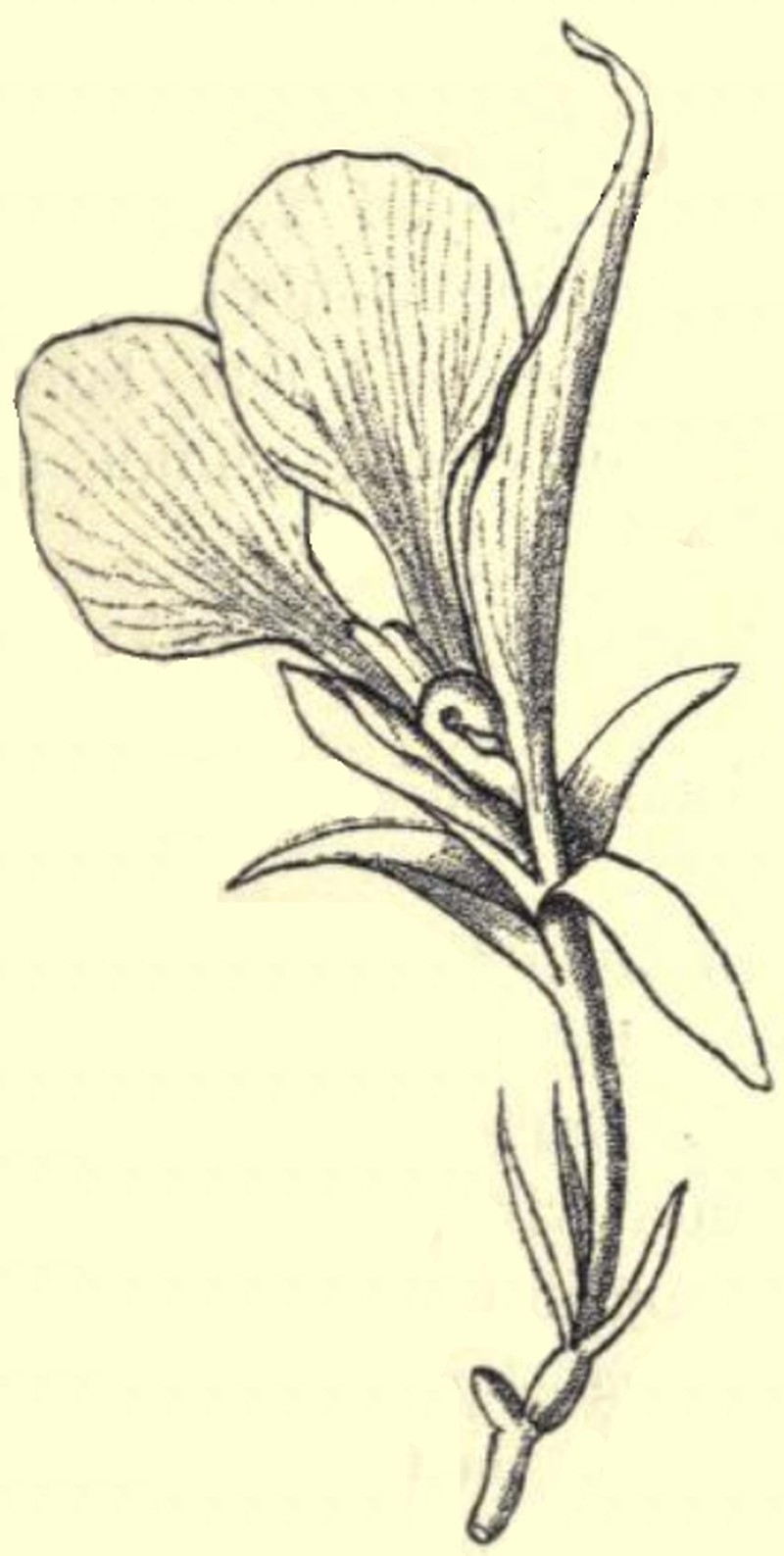 Afrocalathea rhizantha