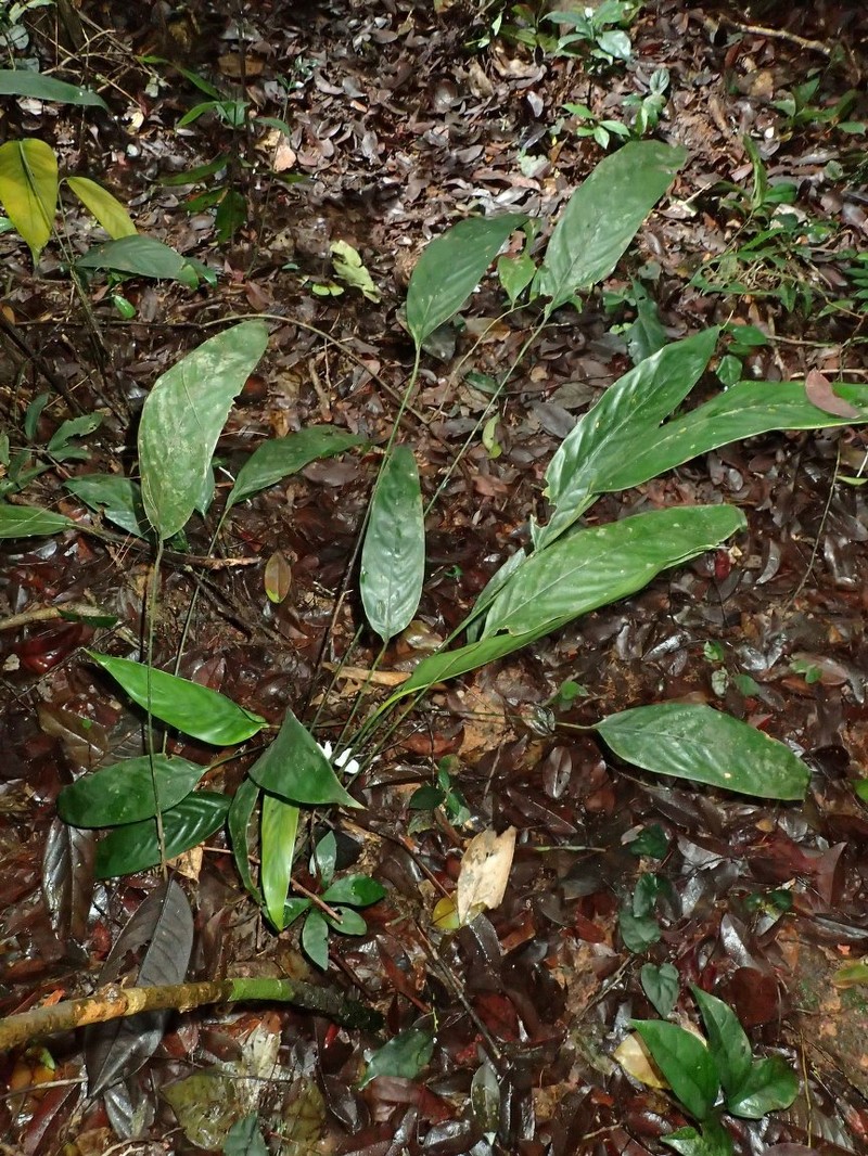 Afrocalathea rhizantha photo 2
