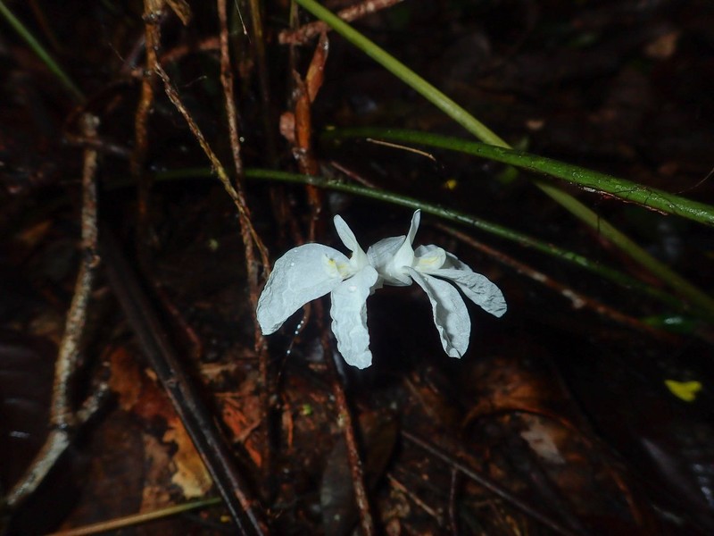 Afrocalathea rhizantha photo 3