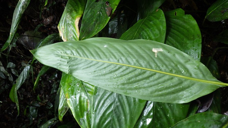 Afrocalathea rhizantha photo 4
