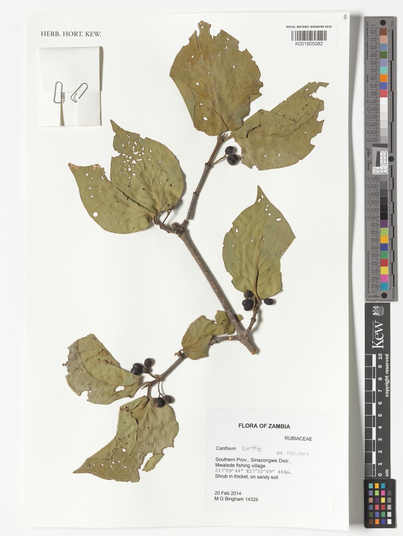 Afrocanthium burttii
