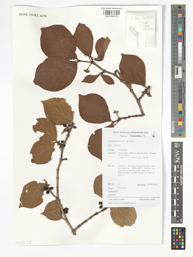 Afrocanthium burttii photo 2