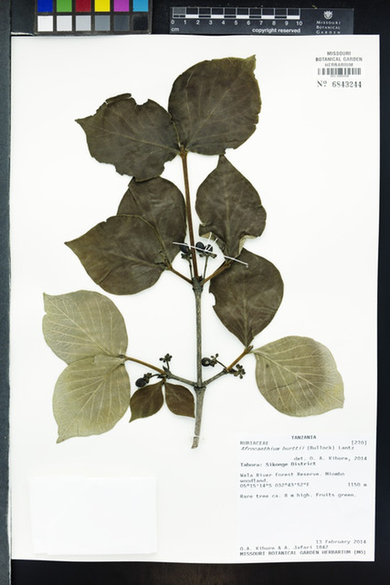 Afrocanthium burttii photo 3
