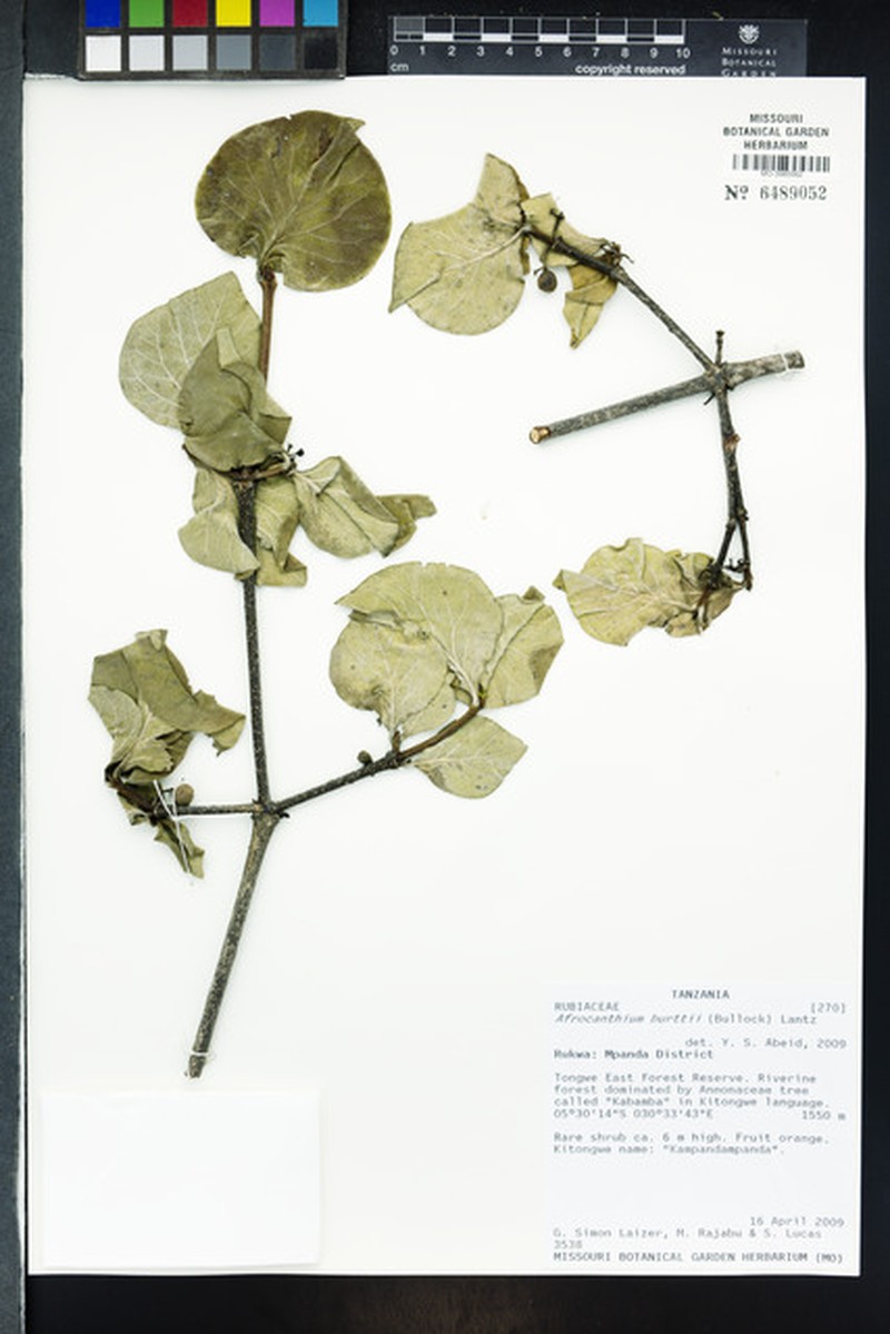 Afrocanthium burttii photo 4