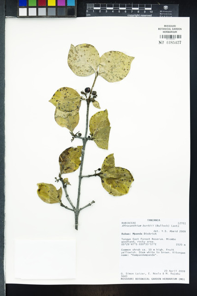 Afrocanthium burttii photo 5