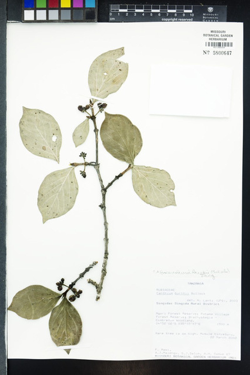 Afrocanthium burttii photo 6