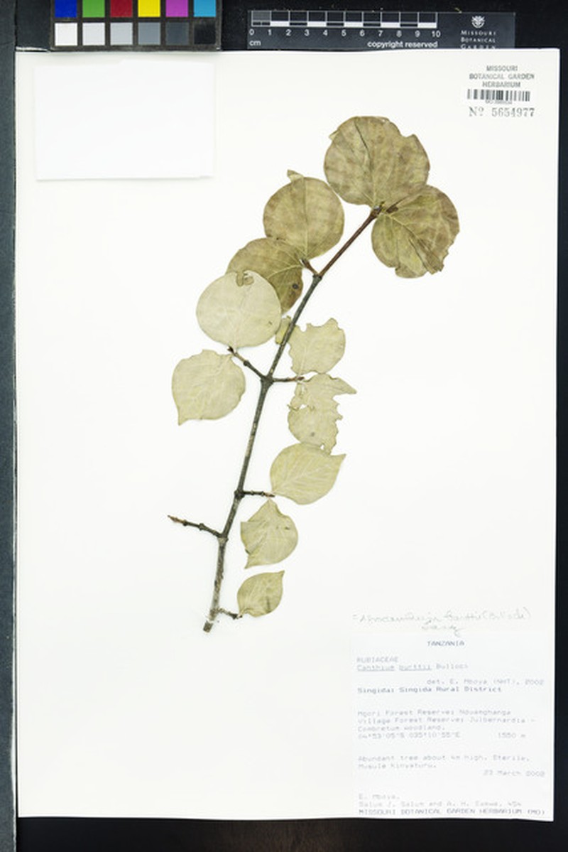Afrocanthium burttii photo 7