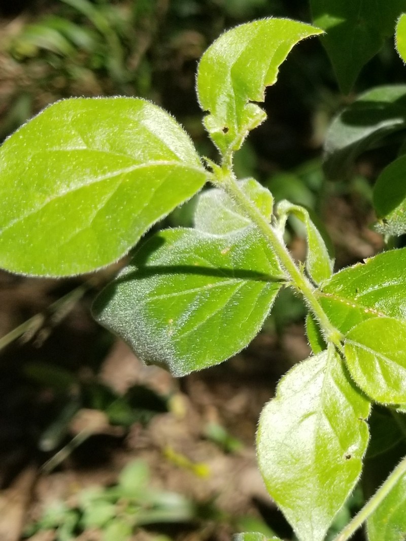 Afrocanthium gilfillanii