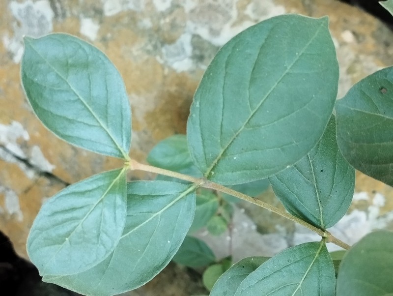 Afrocanthium gilfillanii photo 2
