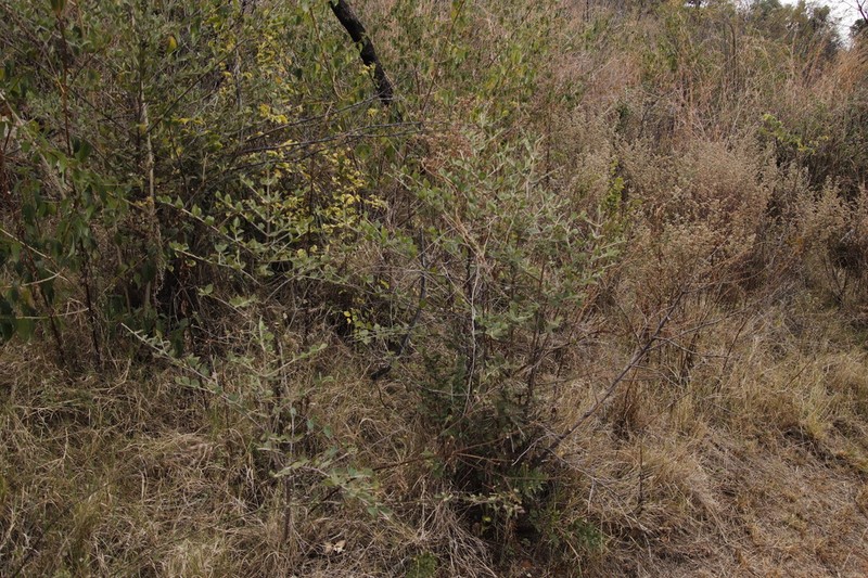 Afrocanthium gilfillanii photo 3