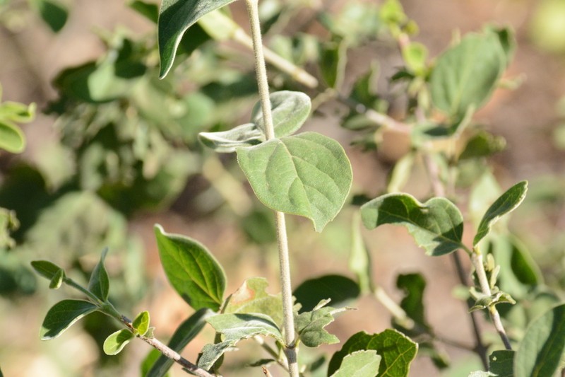 Afrocanthium gilfillanii photo 4