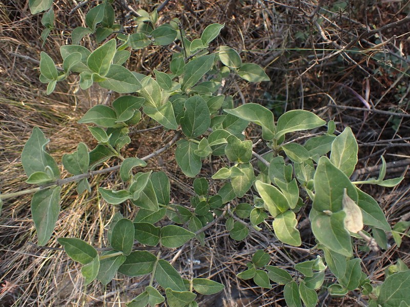 Afrocanthium gilfillanii photo 5