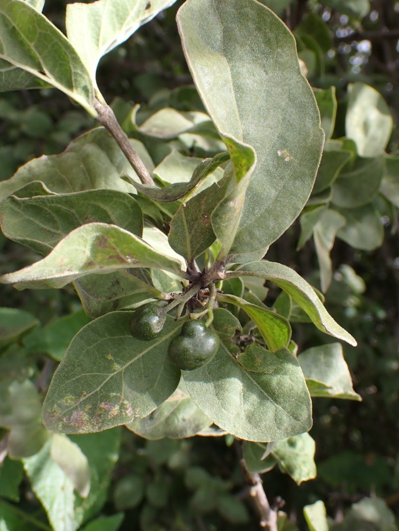 Afrocanthium gilfillanii photo 6
