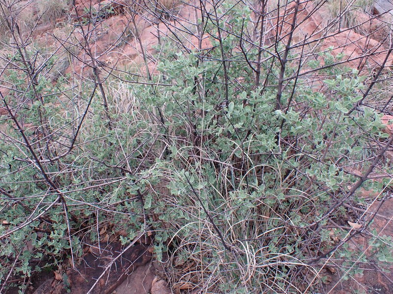 Afrocanthium gilfillanii photo 7