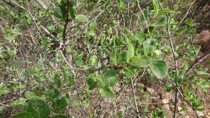 Afrocanthium gilfillanii photo 8
