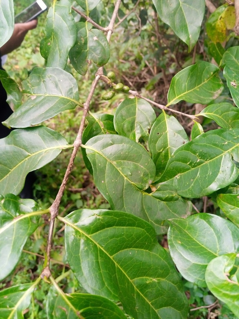 Afrocanthium keniense