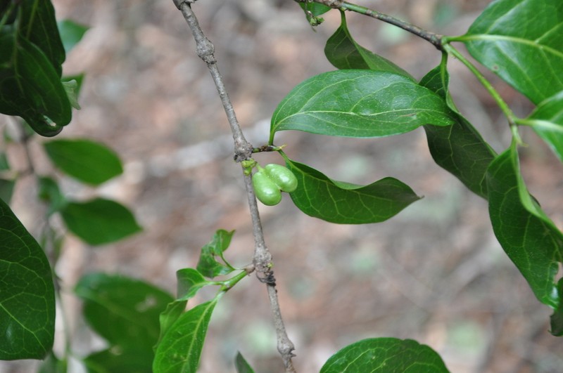 Afrocanthium keniense photo 3