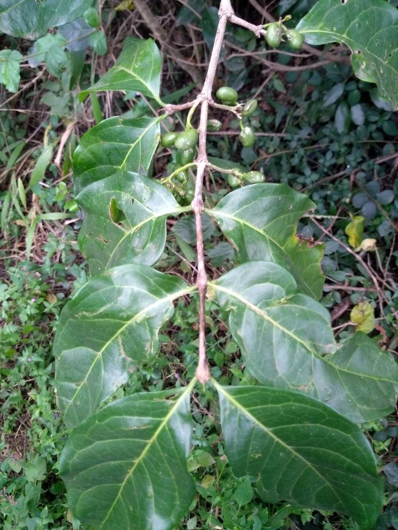 Afrocanthium keniense photo 4