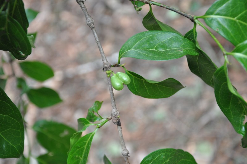 Afrocanthium keniense photo 5