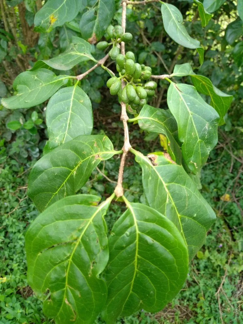 Afrocanthium keniense photo 6