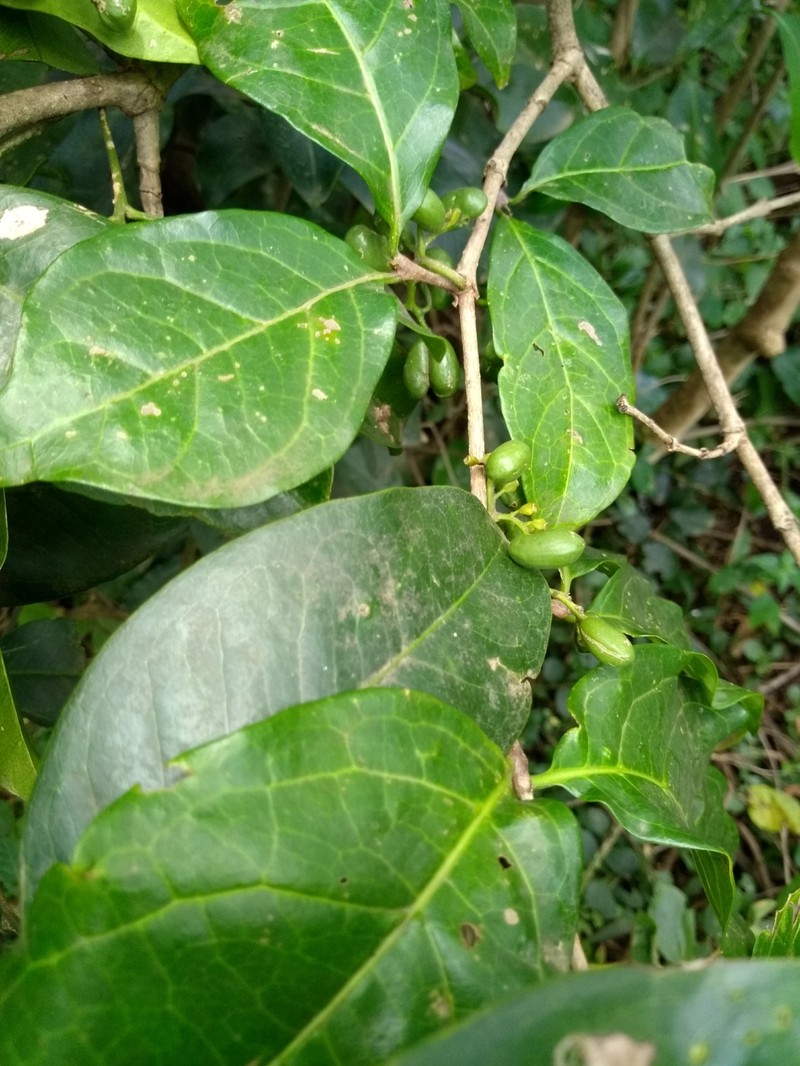 Afrocanthium keniense photo 7