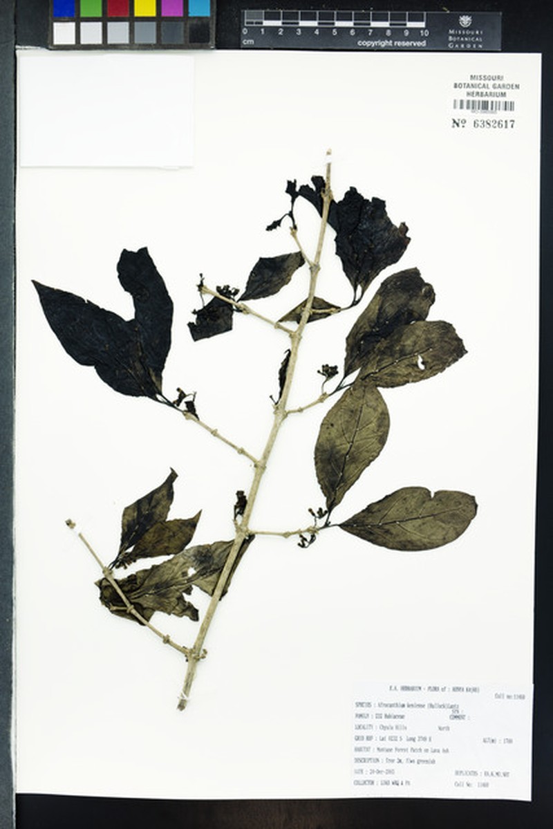 Afrocanthium keniense photo 8