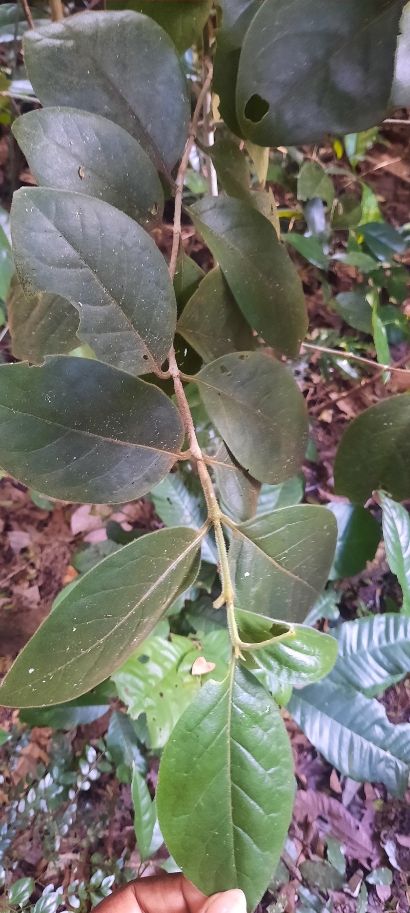 Afrocanthium kilifiense photo 2