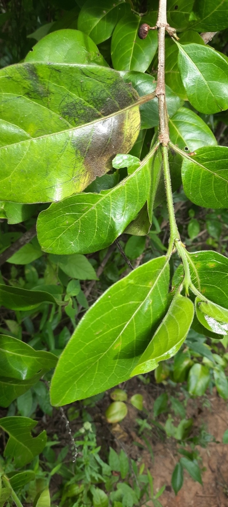 Afrocanthium kilifiense photo 3