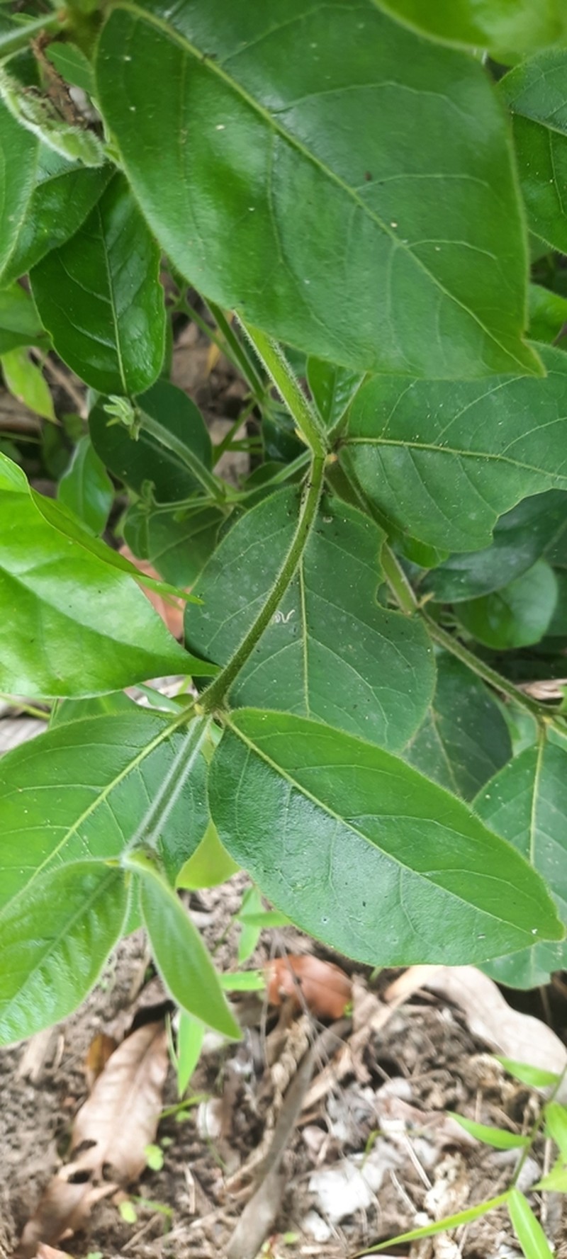Afrocanthium kilifiense photo 4