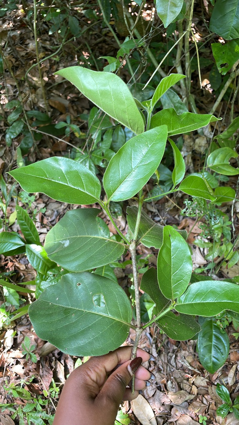 Afrocanthium kilifiense photo 5