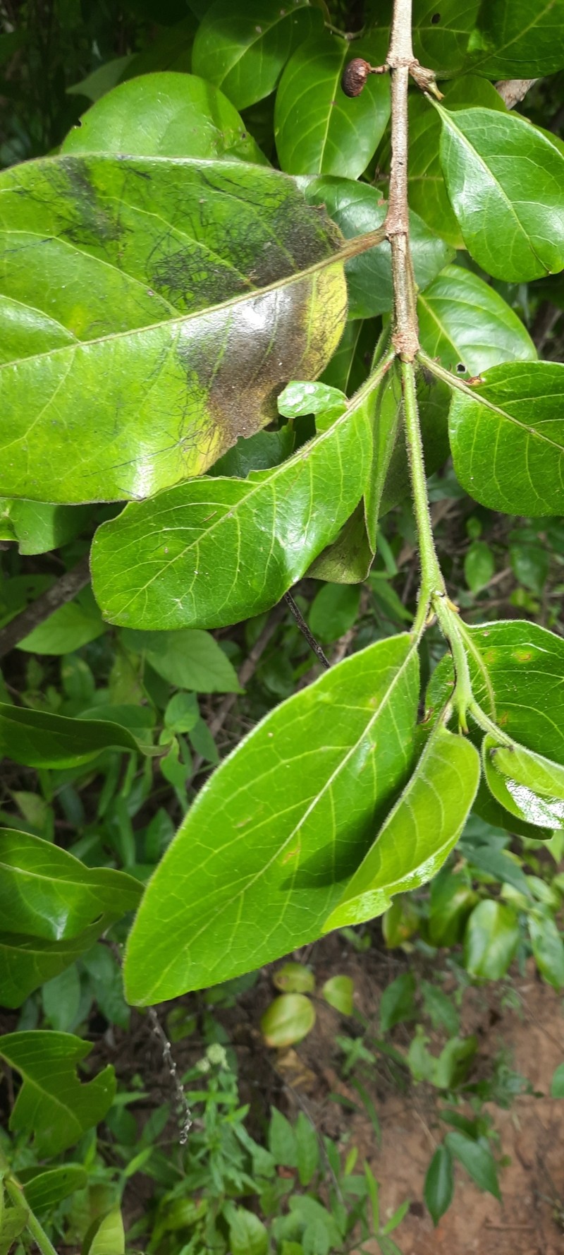 Afrocanthium kilifiense photo 6