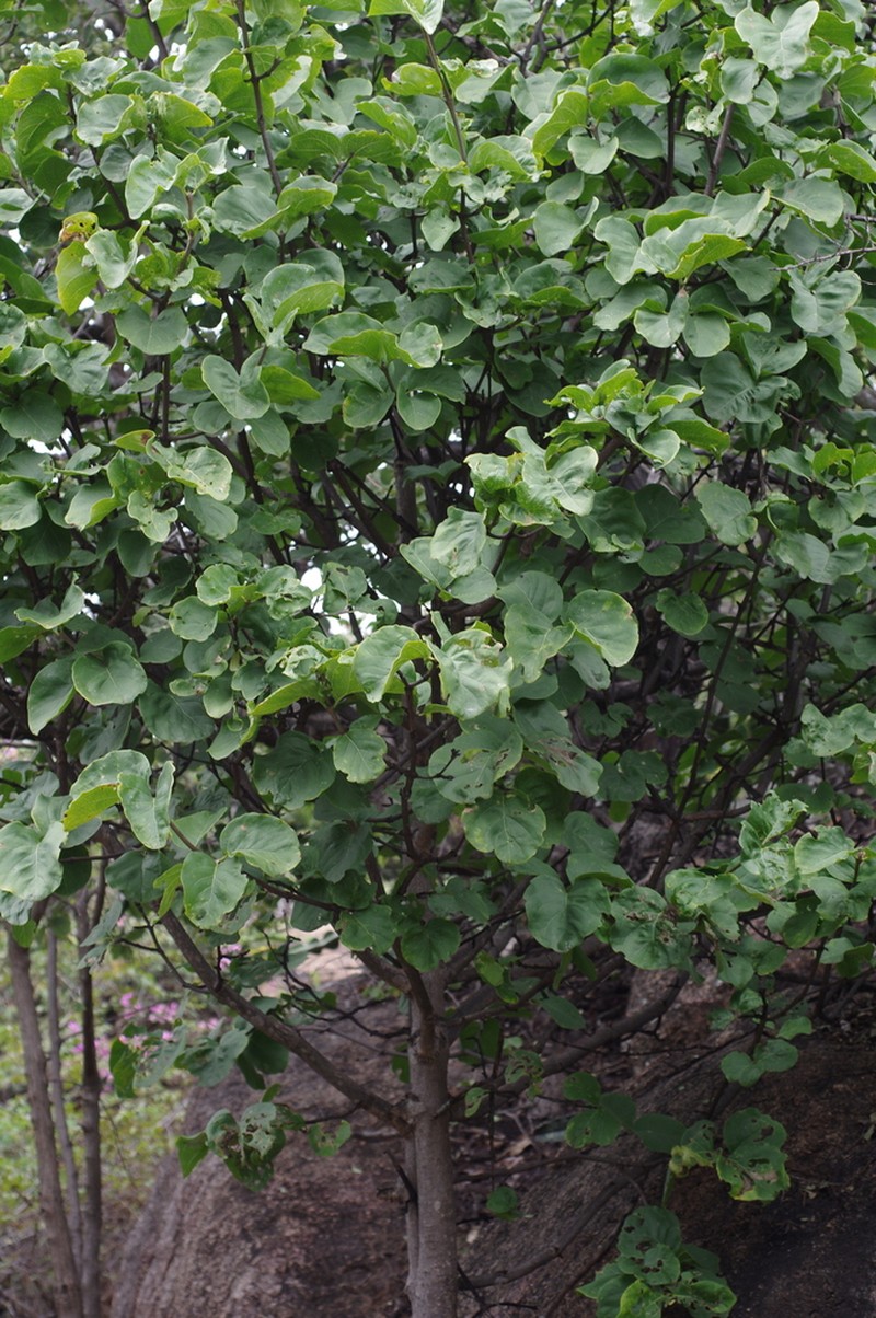 Afrocanthium lactescens
