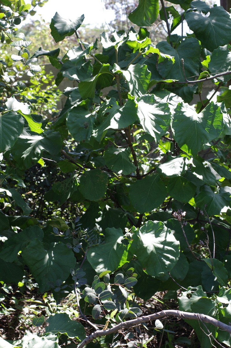 Afrocanthium lactescens photo 2