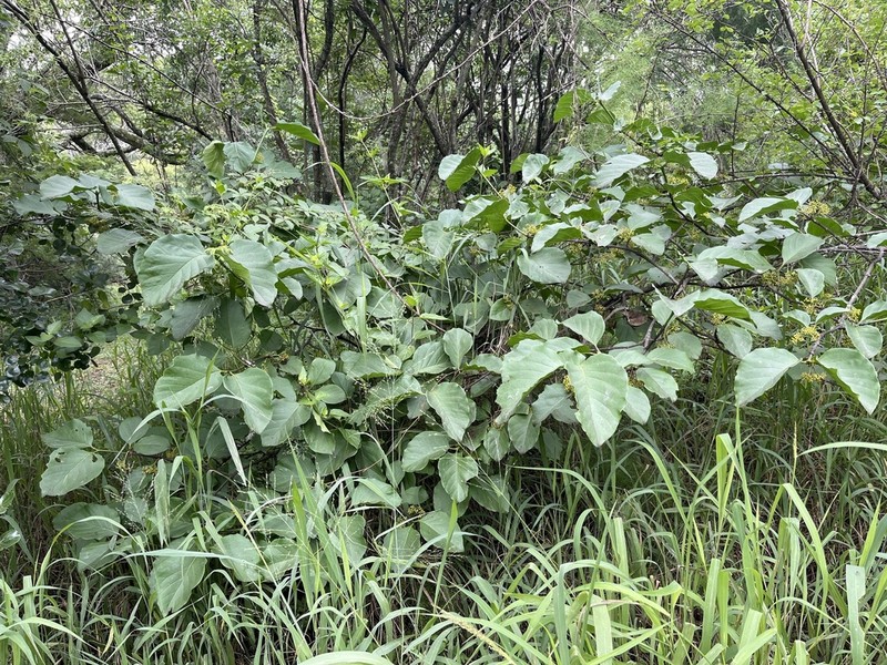 Afrocanthium lactescens photo 3