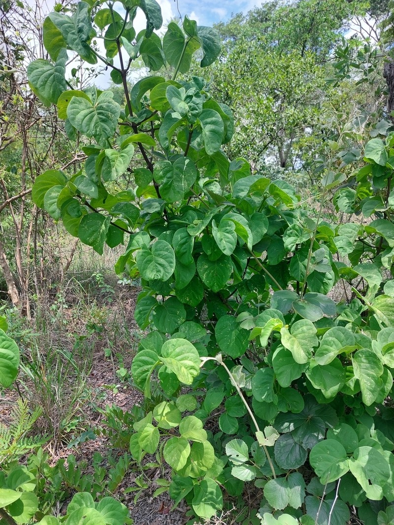 Afrocanthium lactescens photo 5