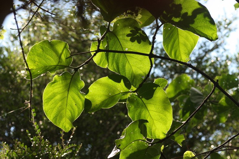 Afrocanthium lactescens photo 6