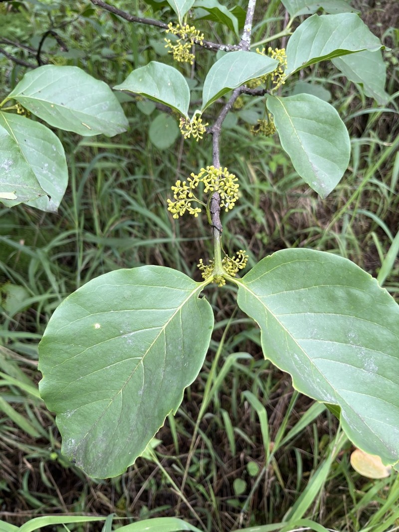 Afrocanthium lactescens photo 7