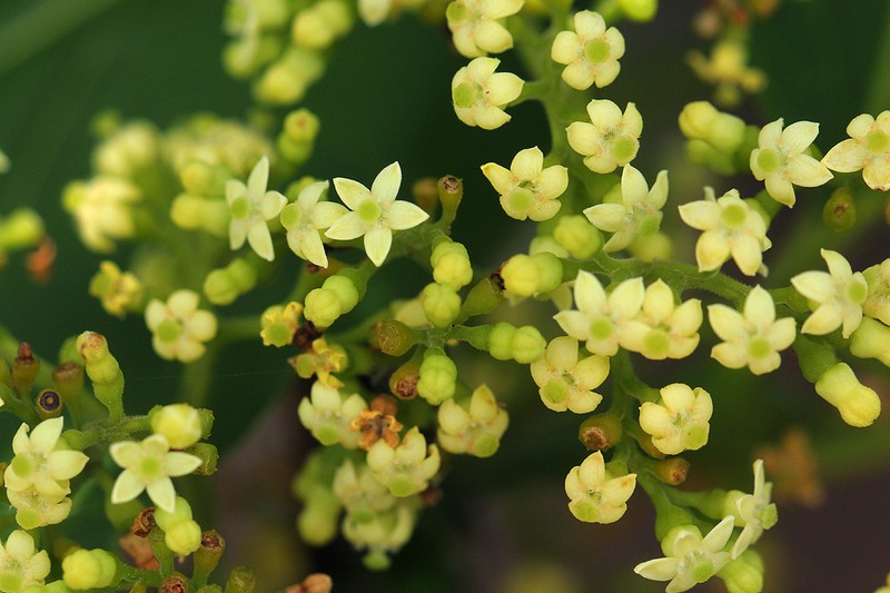 Afrocanthium lactescens photo 8