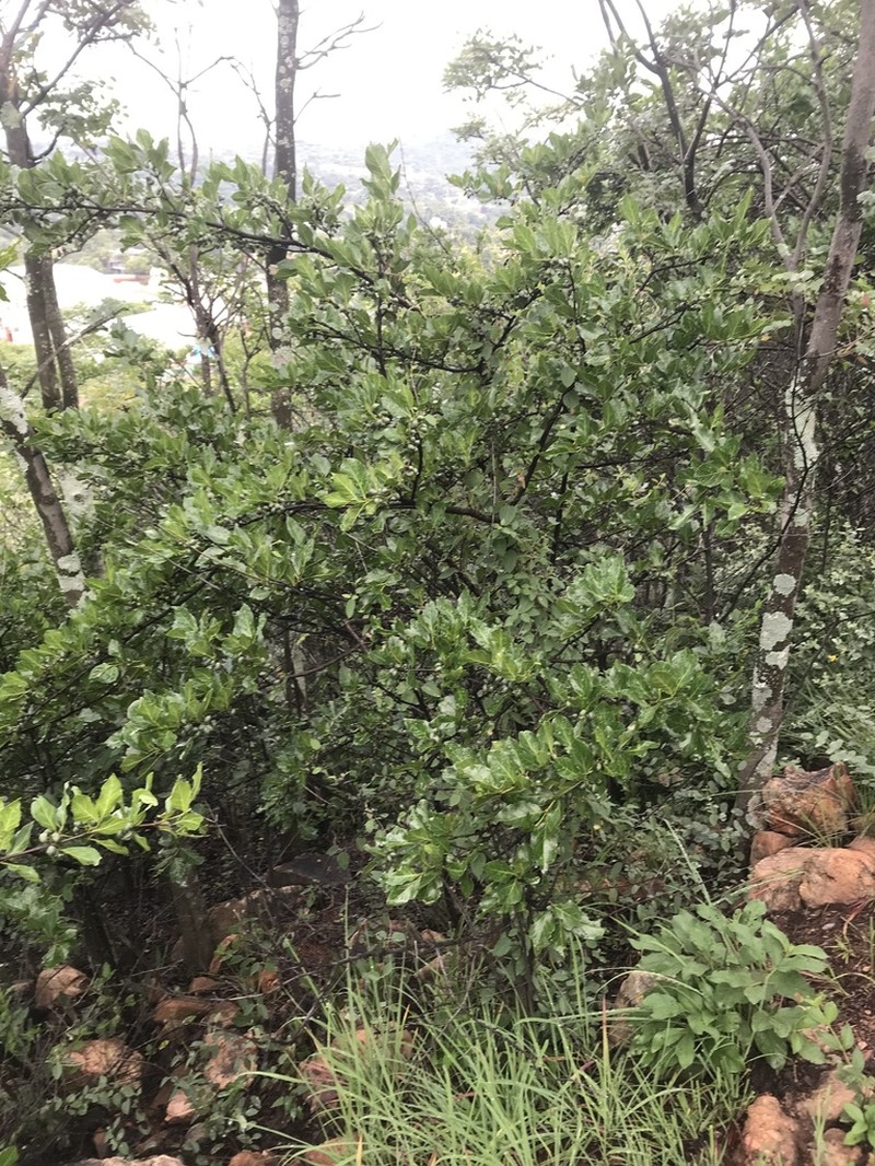 Afrocanthium mundianum