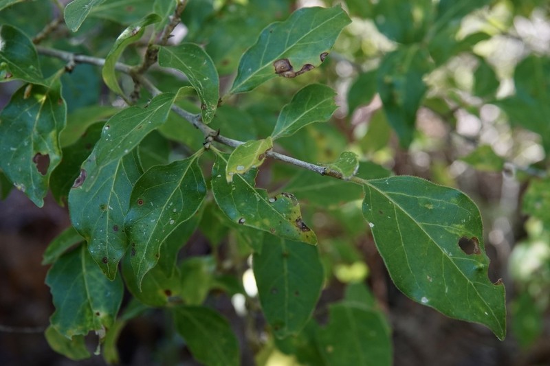 Afrocanthium mundianum photo 2