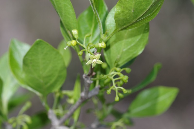 Afrocanthium mundianum photo 3