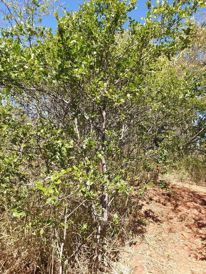 Afrocanthium mundianum photo 4