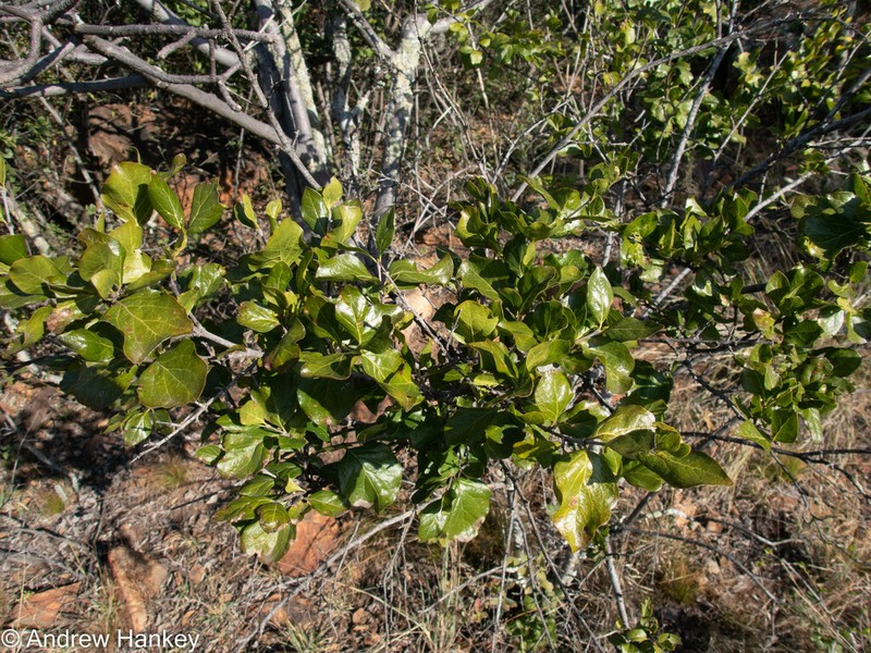 Afrocanthium mundianum photo 5