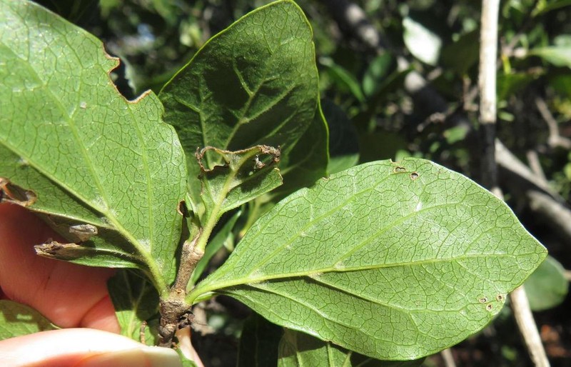Afrocanthium mundianum photo 6